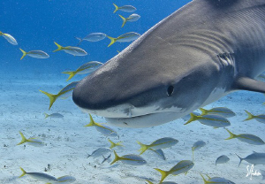 Here Kitty Kitty! One large Tiger Shark comes in for a cl... by Steven Anderson 